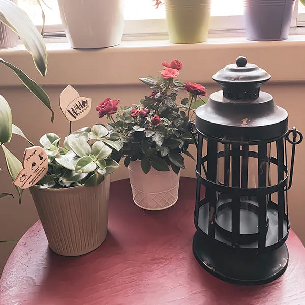 Curtis Island Candle Lantern
